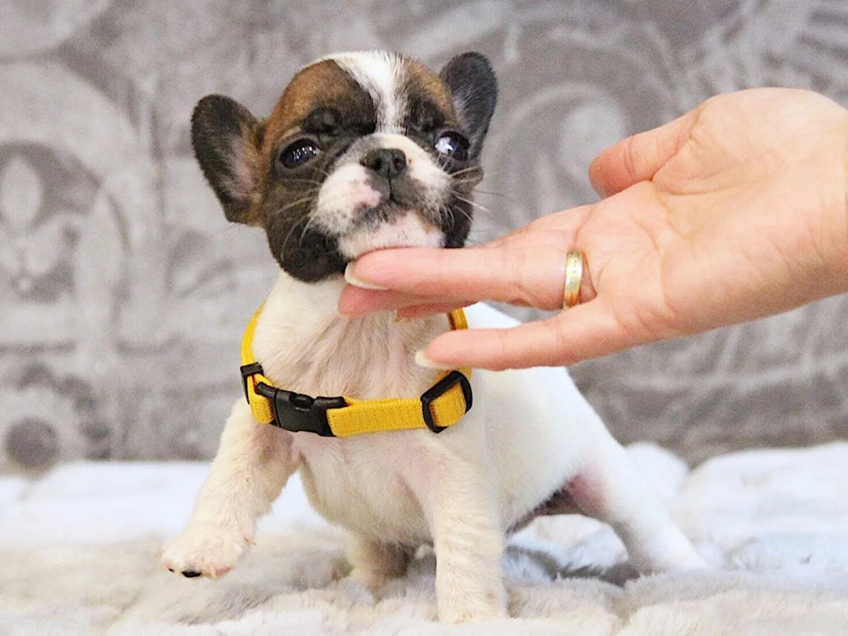 Elite White French Bulldog Male for Sale – 12 Weeks Old – Health Tested Bloodlines | Dogs | London | Ad gallery (SEO) | 2