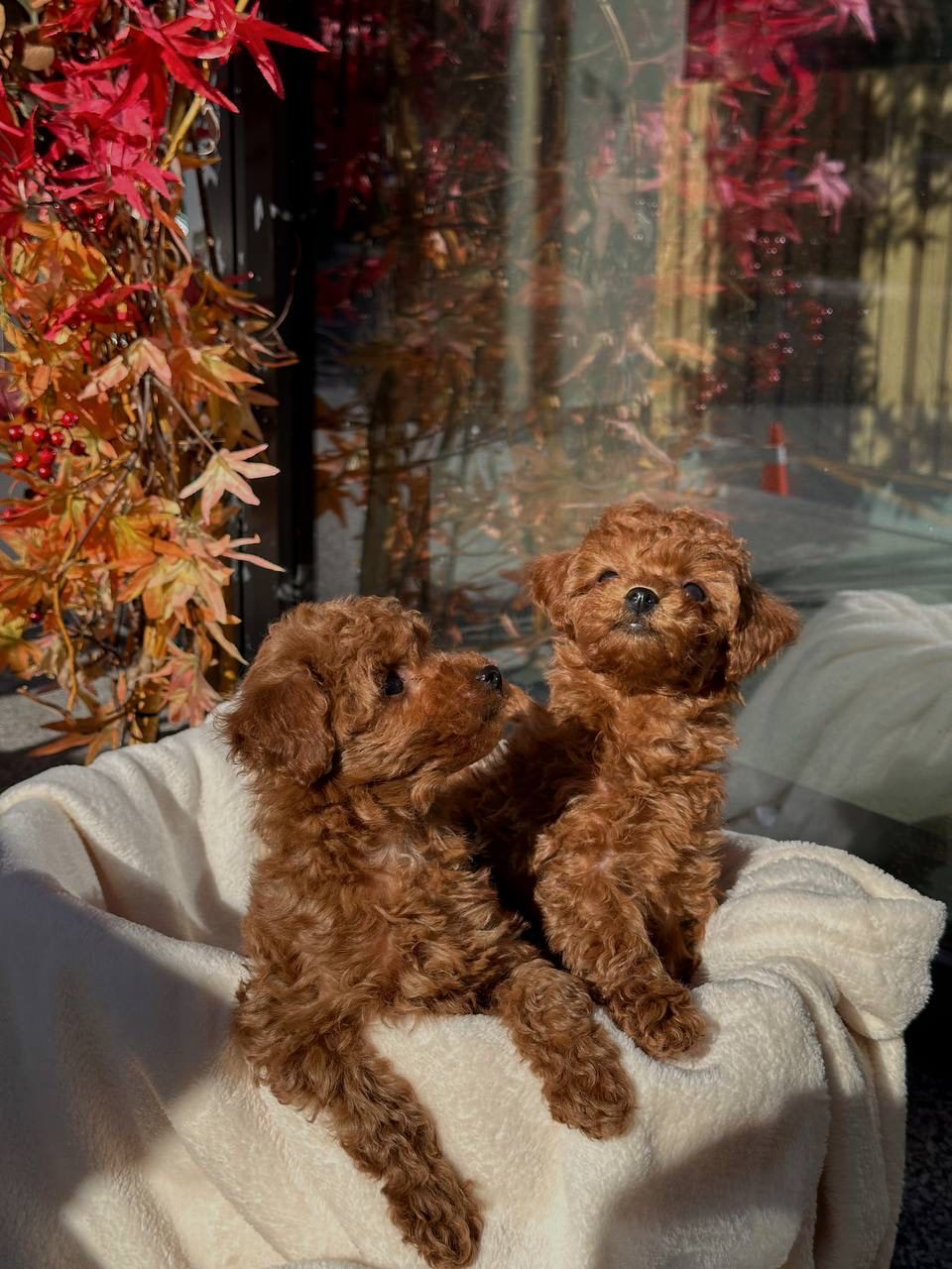 Maltese puppies available