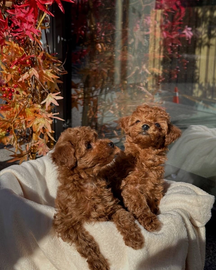 Maltese puppies available