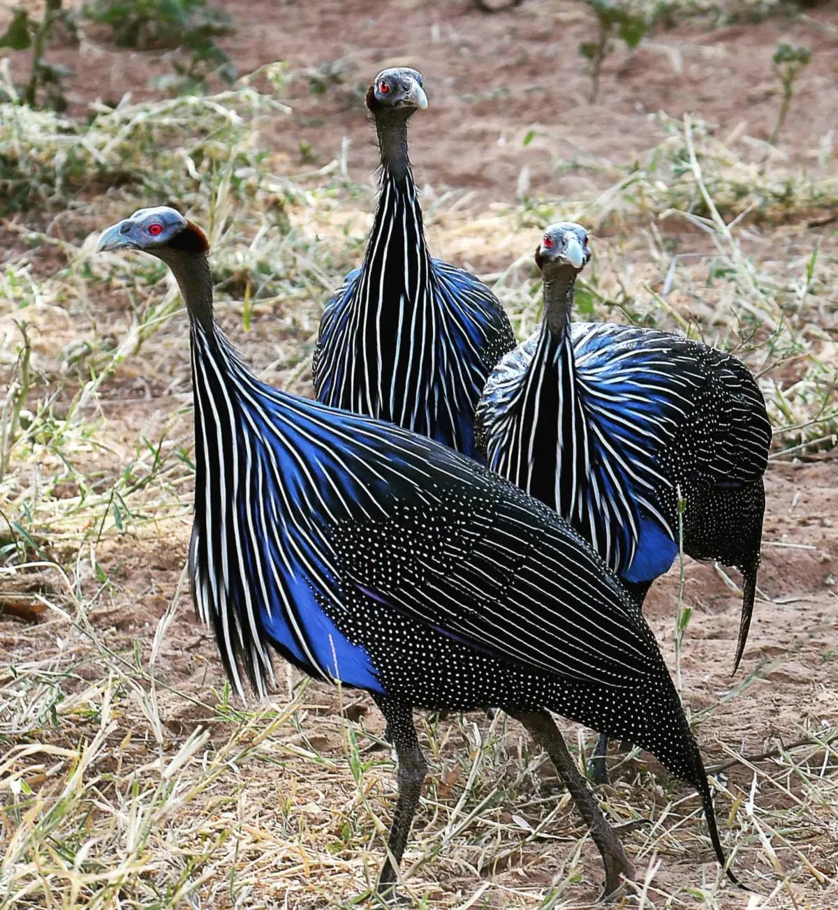 Buy Vulturine Guinea Fowl