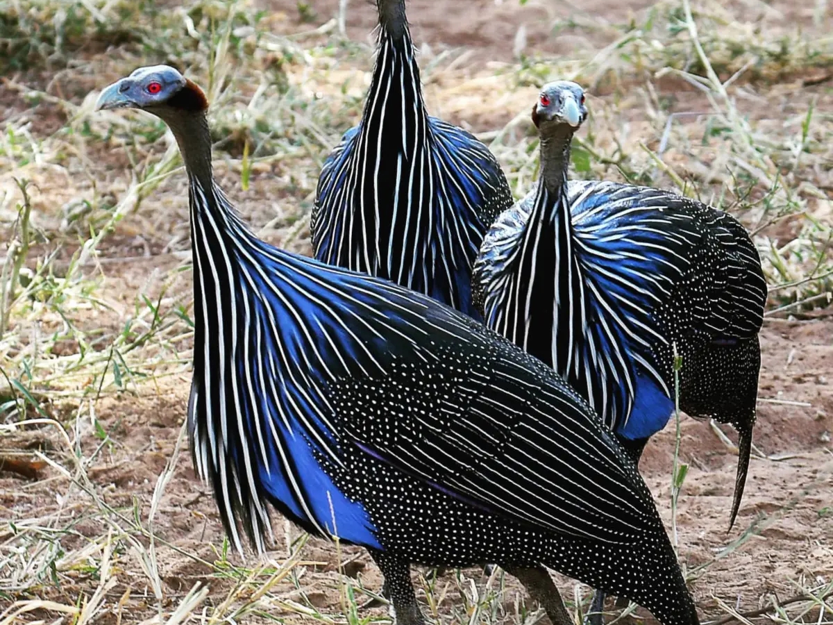 Buy Vulturine Guinea Fowl | Birds | Liverpool | Ad gallery (SEO) | 2