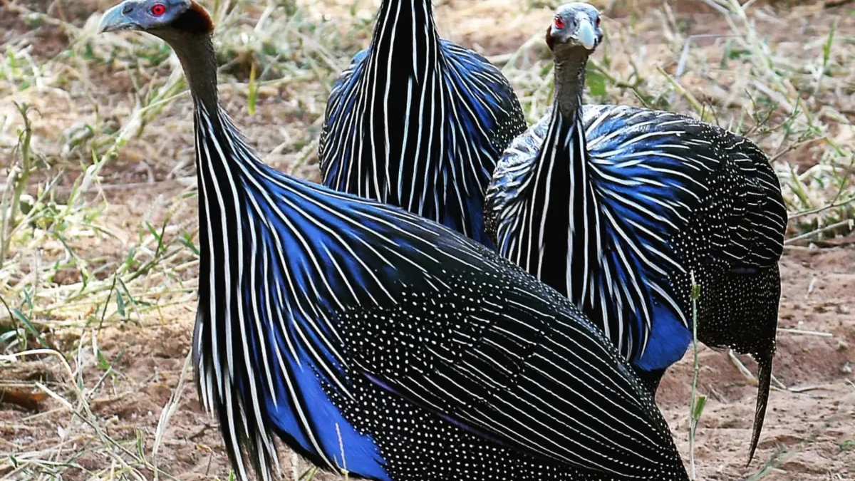 Buy Vulturine Guinea Fowl | Birds | Liverpool | Ad gallery (SEO) | 3