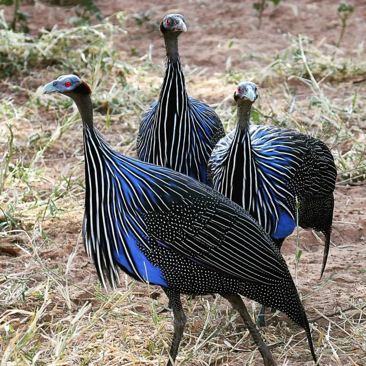 Buy Vulturine Guinea Fowl | Birds | Liverpool | Ad gallery (SEO) | 1