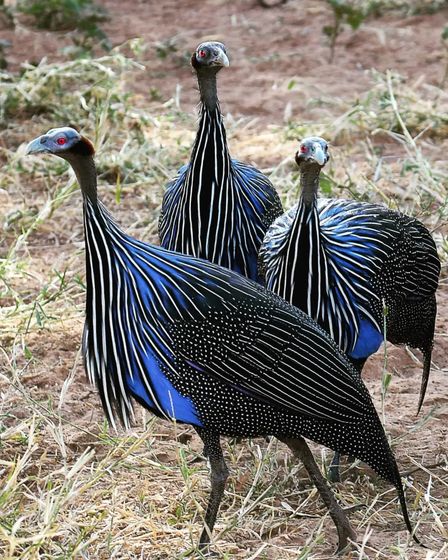 Buy Vulturine Guinea Fowl | Birds | Liverpool | 1