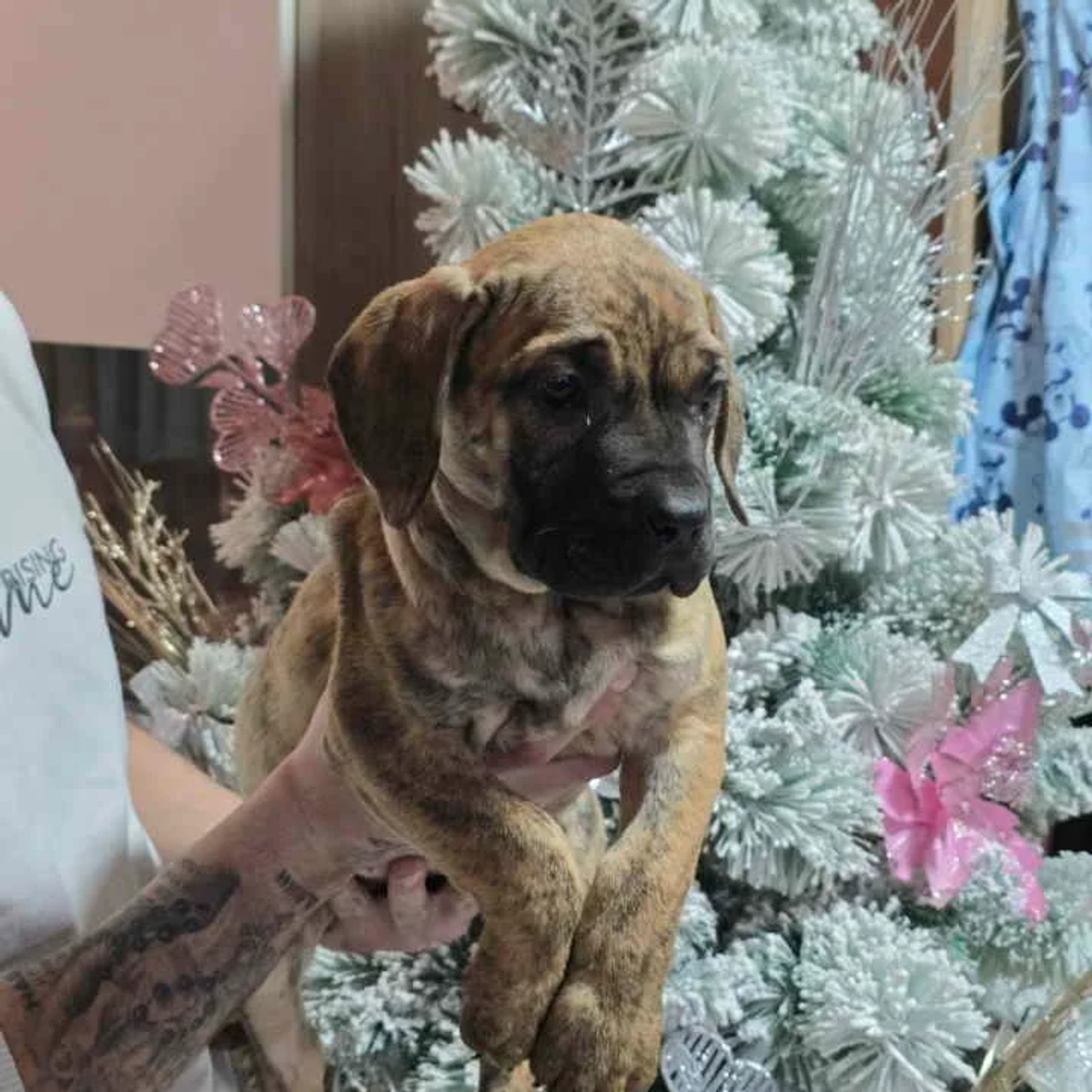 For Sale: Canario Puppies (Canary Dog), top pedigree | Dogs | Smederevo | Ad gallery (SEO) | 1