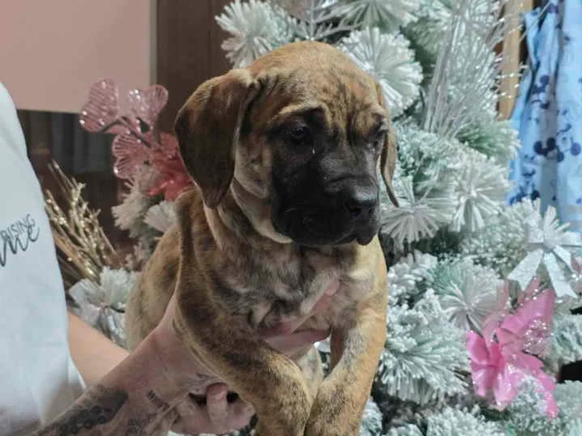 For Sale: Canario Puppies (Canary Dog), top pedigree | Dogs | Smederevo | Ad gallery (SEO) | 2