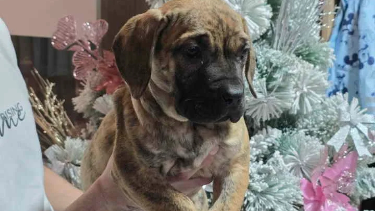 For Sale: Canario Puppies (Canary Dog), top pedigree | Dogs | Smederevo | Ad gallery (SEO) | 3