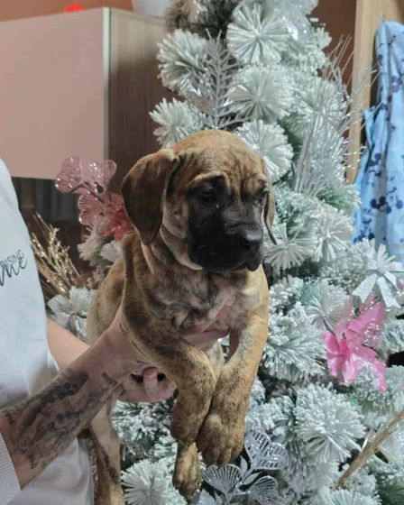 For Sale: Canario Puppies (Canary Dog), top pedigree | Dogs | Smederevo | 1