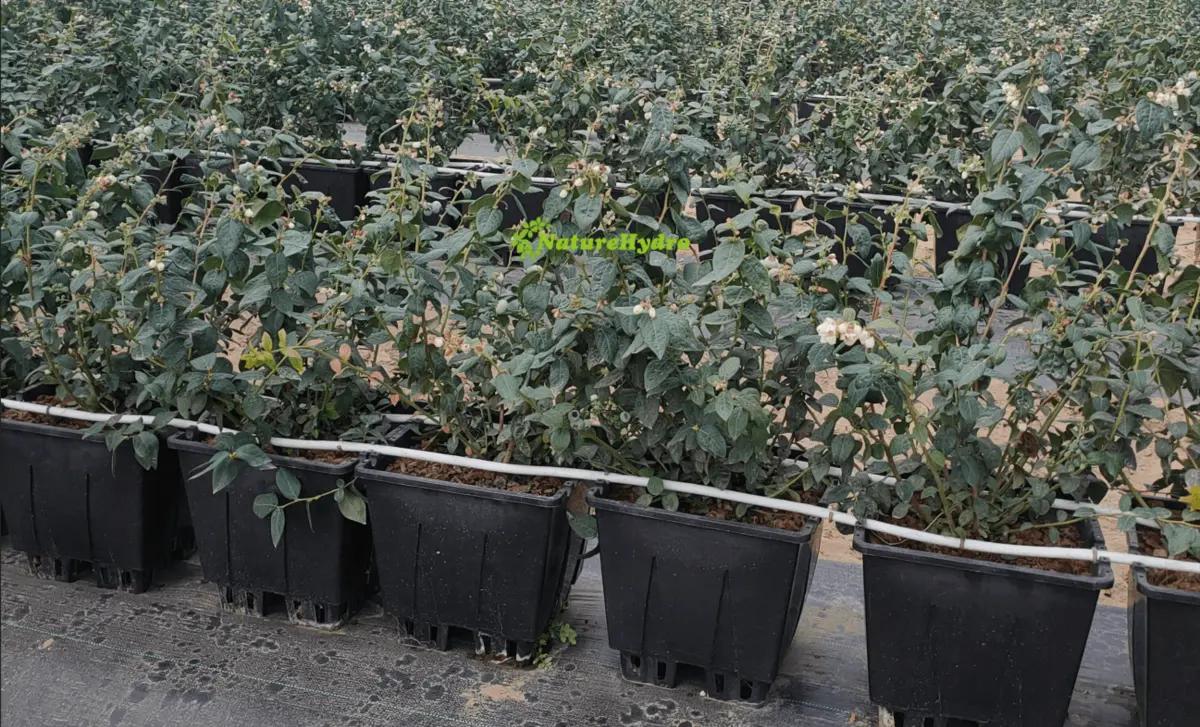 Naturehydro Plastic Berry Grow Pots Wholesale | Garden plants | Rotterdam | 2