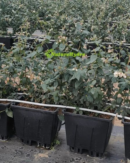 Naturehydro Plastic Berry Grow Pots Wholesale | Garden plants | Rotterdam | 2