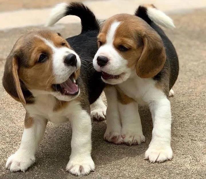 Stunning Health Tested Beagle Puppies