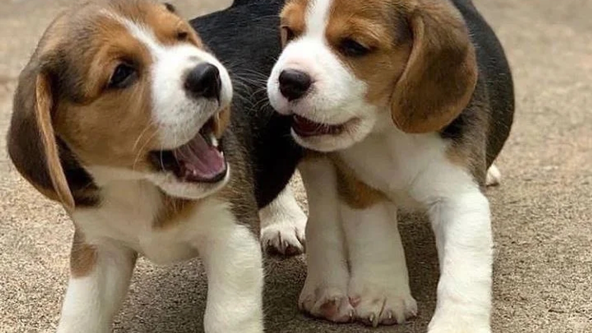 Stunning Health Tested Beagle Puppies | Dogs | Berlin | Ad gallery (SEO) | 3
