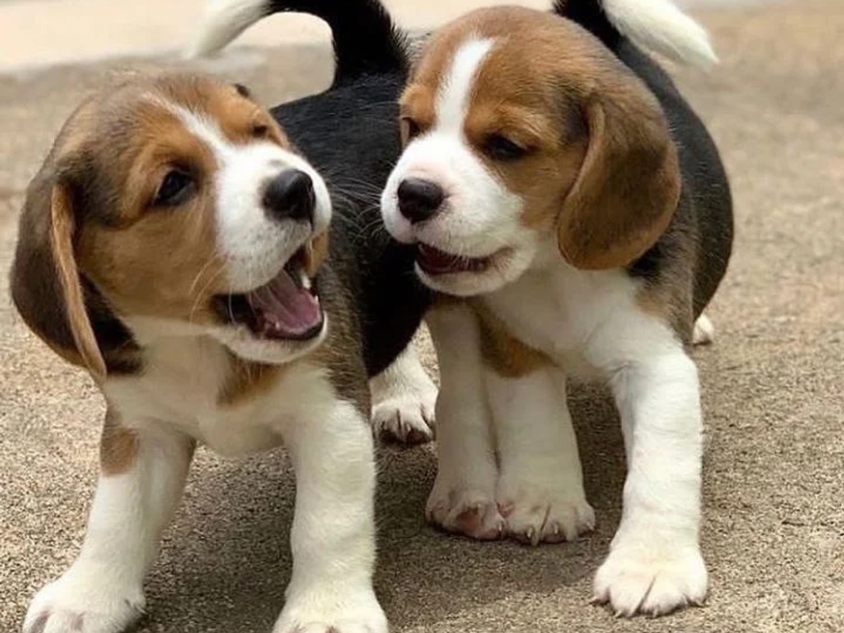 Stunning Health Tested Beagle Puppies | Dogs | Berlin | Ad gallery (SEO) | 2