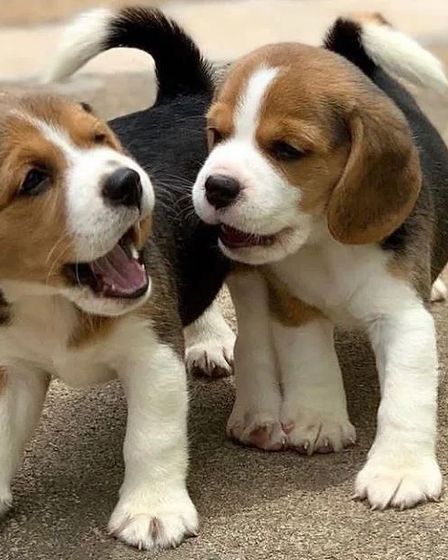Stunning Health Tested Beagle Puppies | Dogs | Berlin | 1