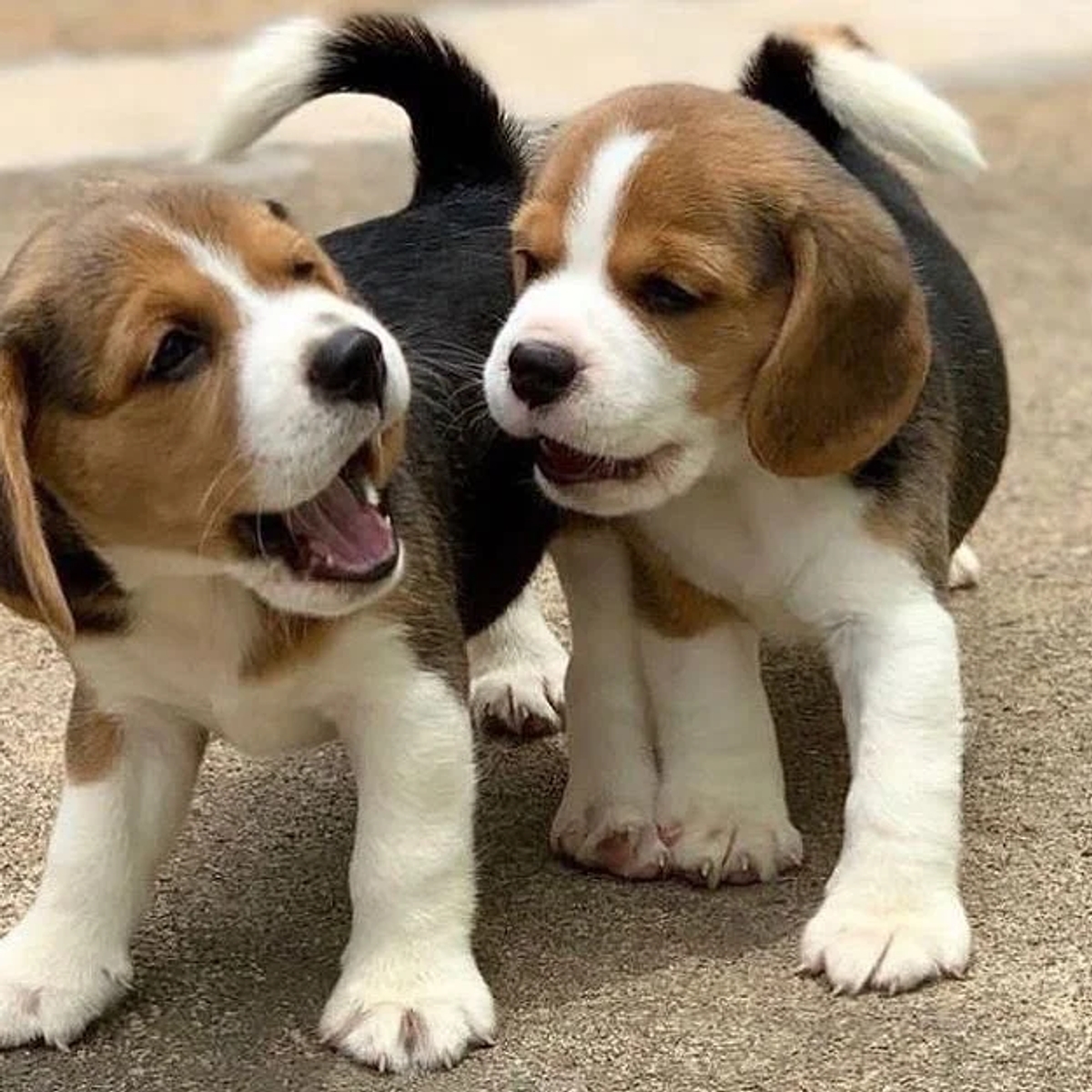 Stunning Health Tested Beagle Puppies | Dogs | Berlin | Ad gallery (SEO) | 1