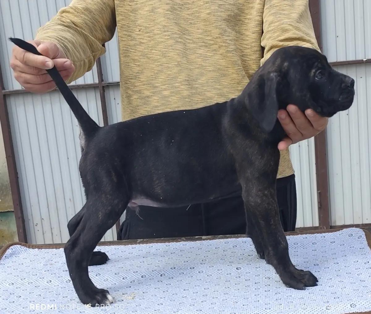 Cane Corso Kane Korso | Dogs | Belgrade | 3