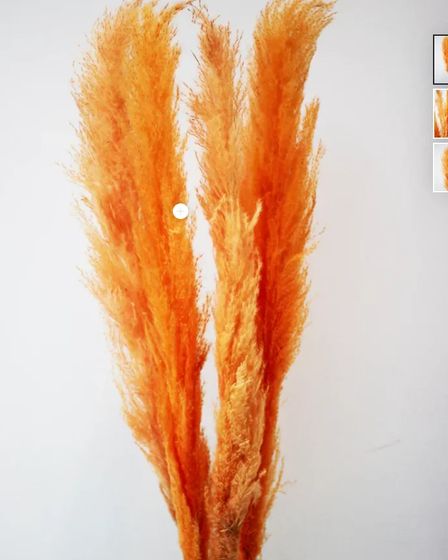 Buy Dried Pampas Grass UK — No Trade Account, Up to 35% Off, Free Delivery Over £150 | Flowers, floristry | Birmingham | 4