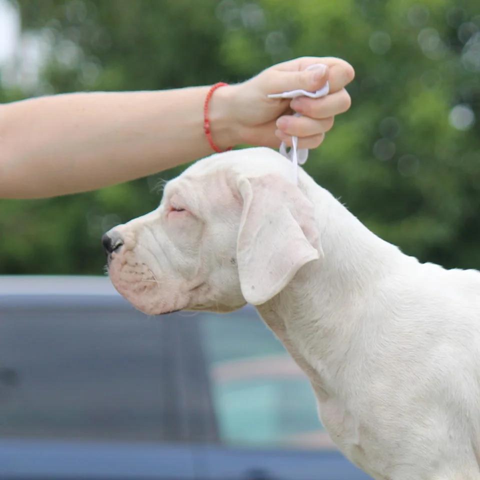Dogo Argentino Puppies  Premium Litter | Dogs | Zrenjanin | 6