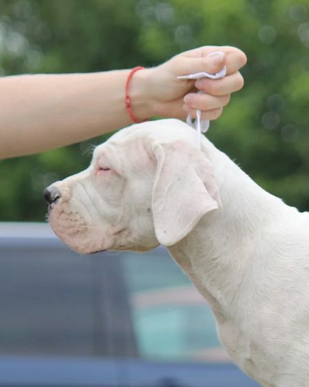 Dogo Argentino Puppies Premium Litter | Dogs | Zrenjanin | 6