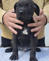 Cane Corso Kane Korso