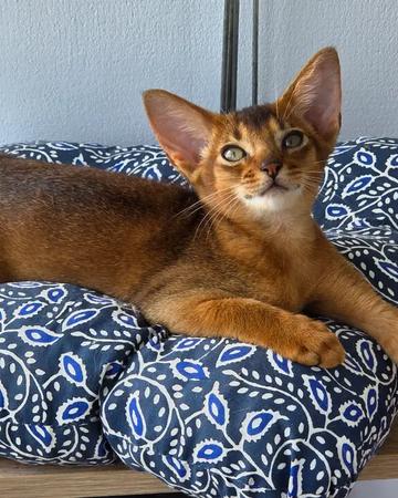 Abyssinian kittens