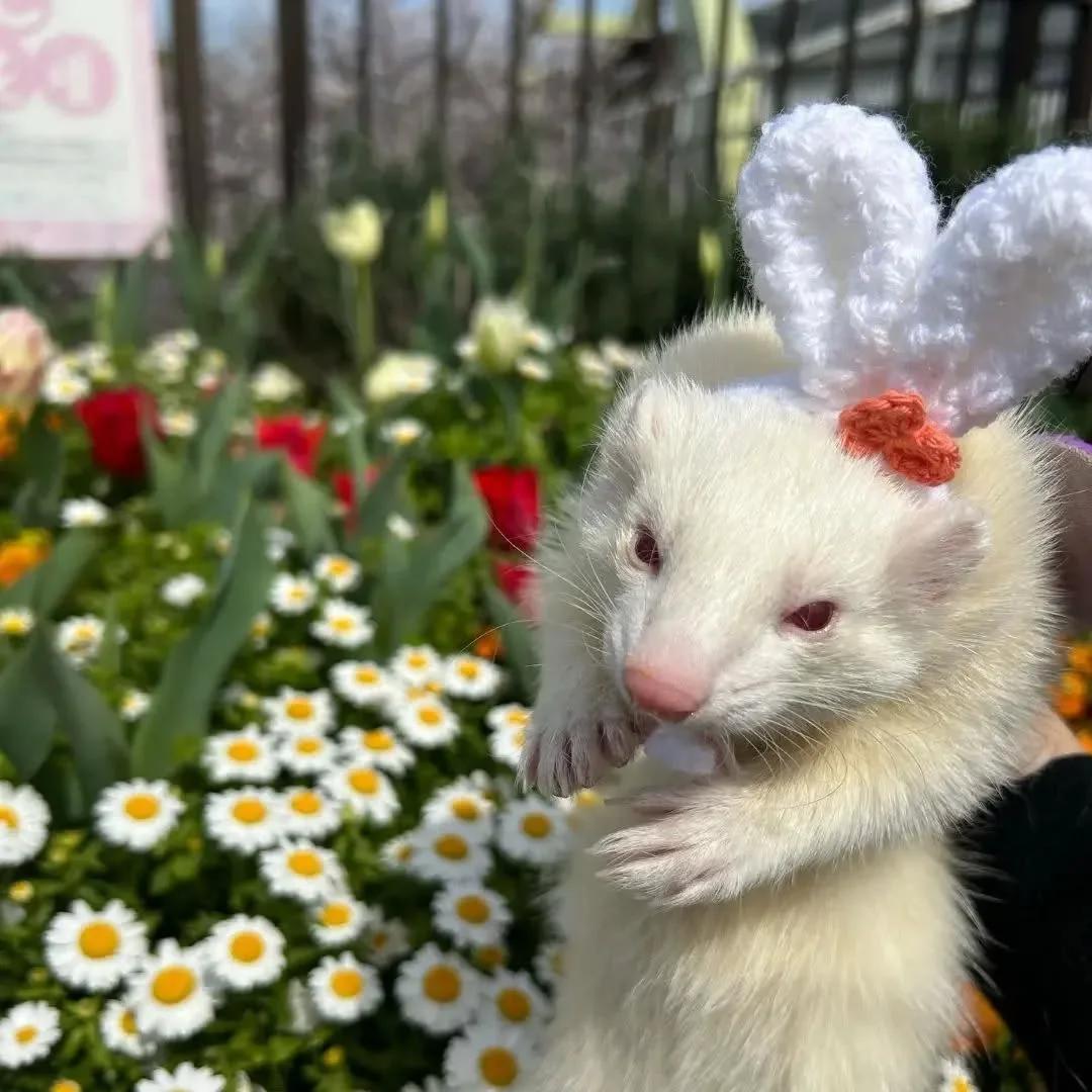 Ferrets for adoption | Other animals | Munich | 4
