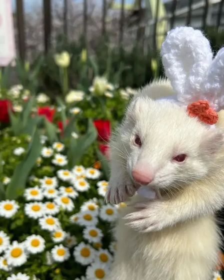 Ferrets for adoption | Other animals | Munich | 4