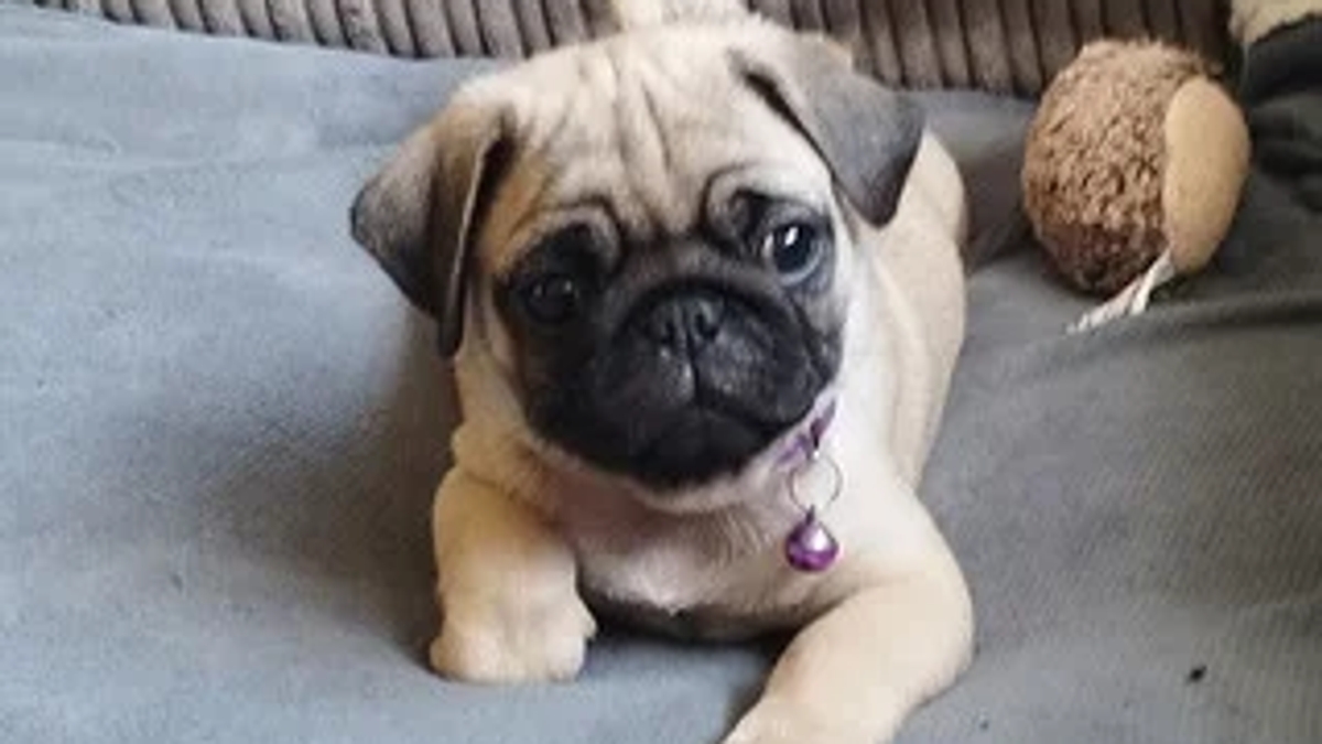 Beautiful pedigree female pug puppy for sale | Dogs | Prague | Ad gallery (SEO) | 3