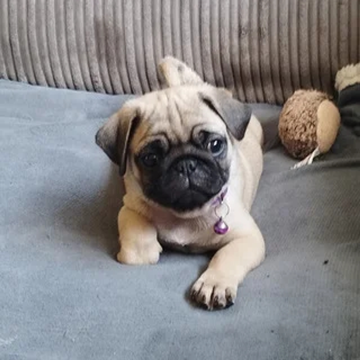 Beautiful pedigree female pug puppy for sale | Dogs | Prague | Ad gallery (SEO) | 1