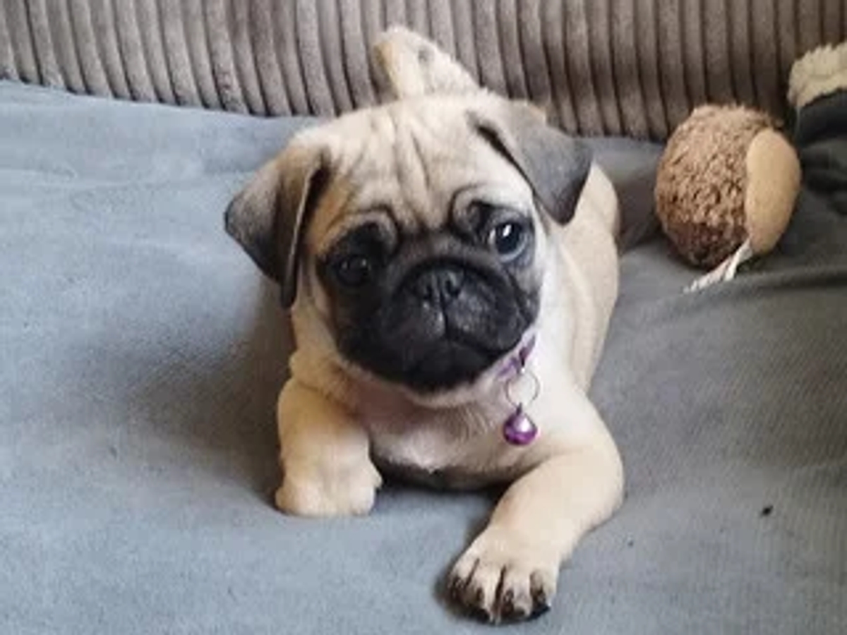 Beautiful pedigree female pug puppy for sale | Dogs | Prague | Ad gallery (SEO) | 2