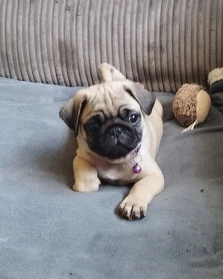 Beautiful pedigree female pug puppy for sale | Dogs | Prague | 1