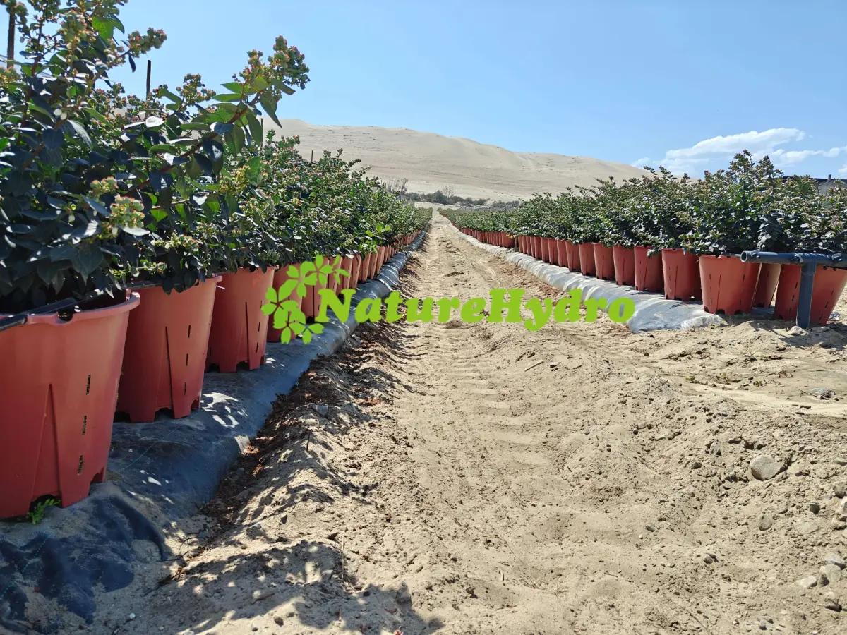 Naturehydro Plastic Berry Grow Pots Wholesale | Garden plants | Rotterdam | 3