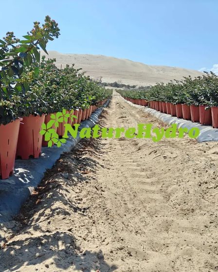 Naturehydro Plastic Berry Grow Pots Wholesale | Garden plants | Rotterdam | 3