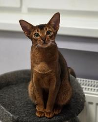 Abyssinian female