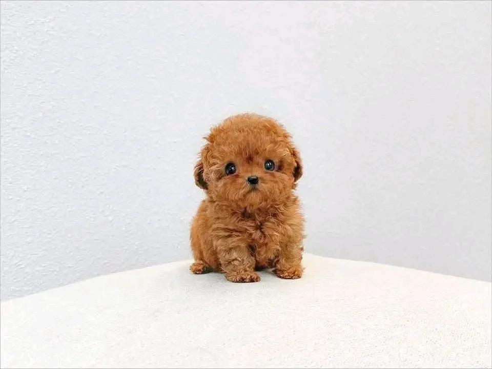 🐾 Adorable Poodle Puppy Available for Adoption! 🐾 | Dogs | Berlin | 2