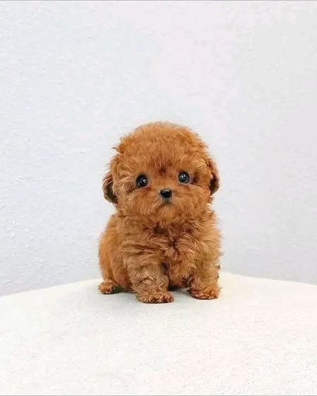 š¾ Adorable Poodle Puppy Available for Adoption! š¾ | Dogs | Berlin | 2