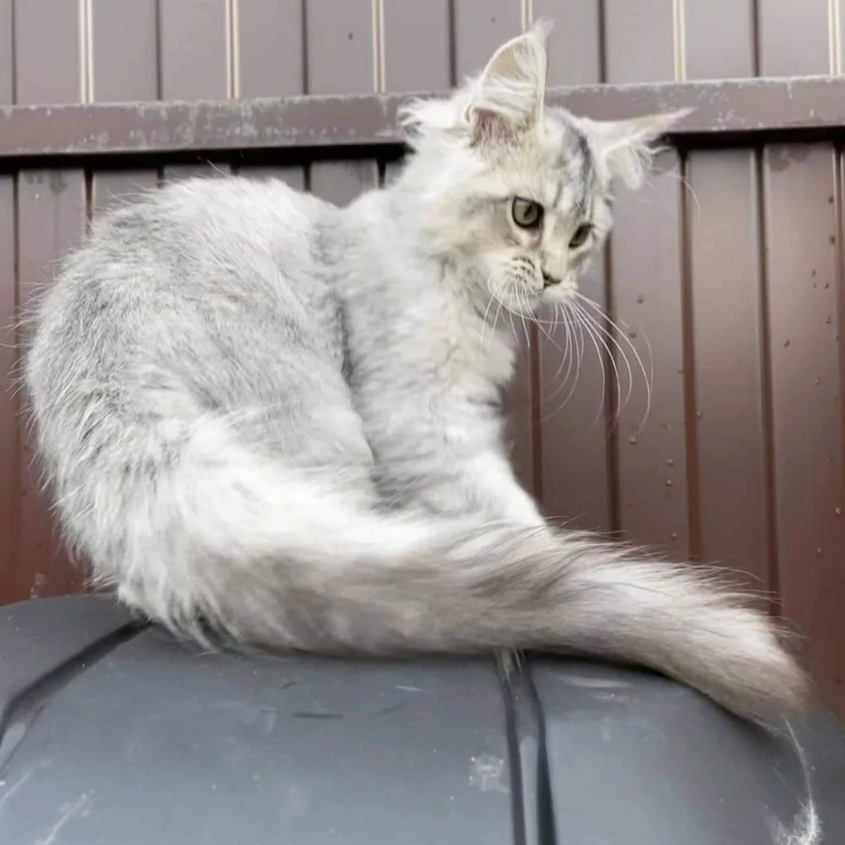 Beautiful maine coon kittens are available | Cats | Paris | Ad gallery (SEO) | 1
