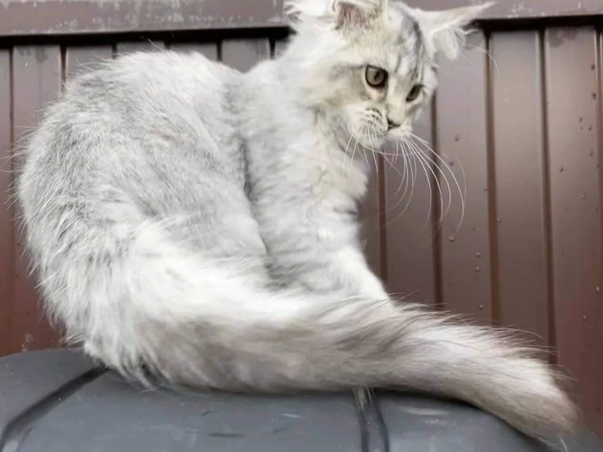 Beautiful maine coon kittens are available | Cats | Paris | Ad gallery (SEO) | 2