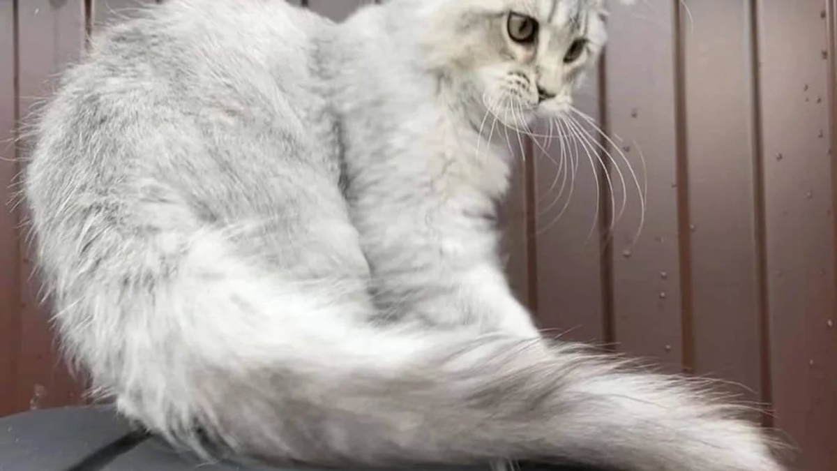 Beautiful maine coon kittens are available | Cats | Paris | Ad gallery (SEO) | 3