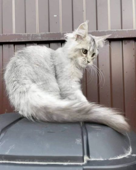 Beautiful maine coon kittens are available | Cats | Paris | 1