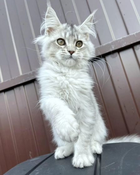 Beautiful maine coon kittens are available | Cats | Paris | 3