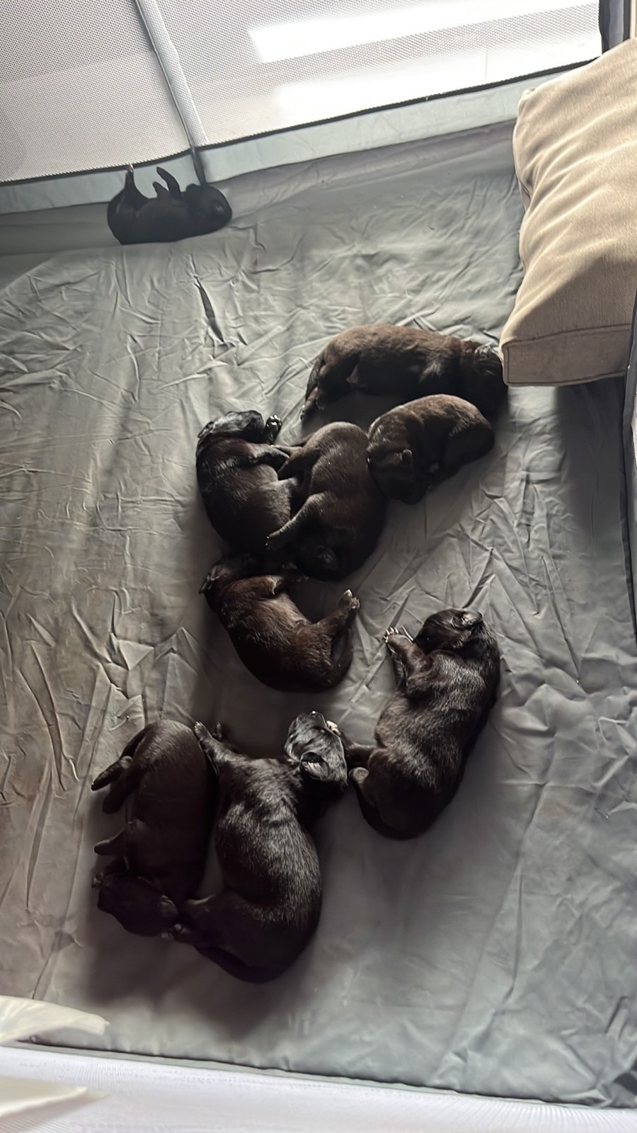 Nine tiny black Belgian Shepherds came into the world. | Dogs | Dobrich | 3