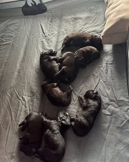 Nine tiny black Belgian Shepherds came into the world. | Dogs | Dobrich | 3