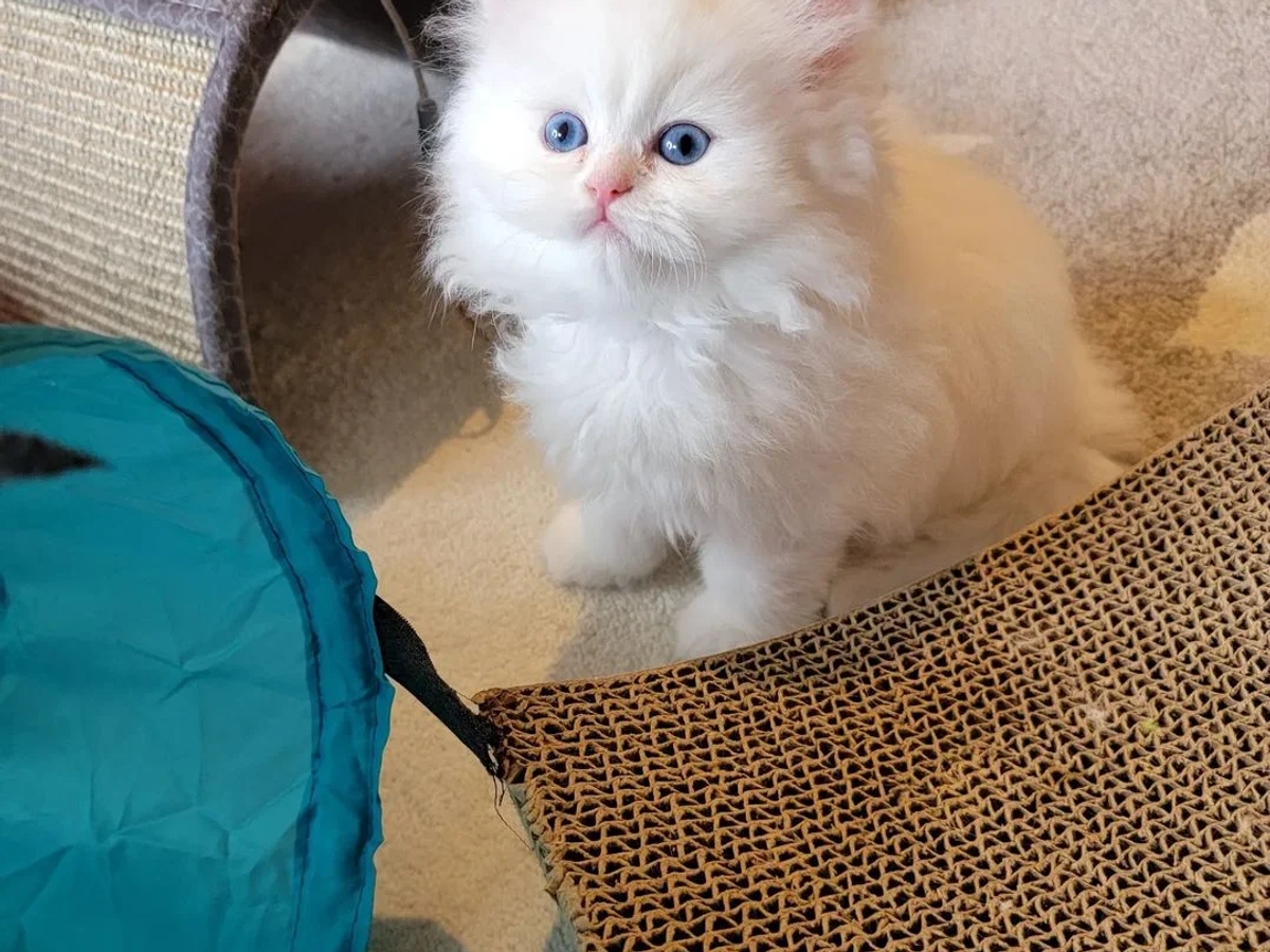 Pedigree Persian Kittens For Sale | Cats | Dublin | Ad gallery (SEO) | 2