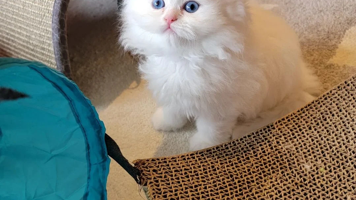 Pedigree Persian Kittens For Sale | Cats | Dublin | Ad gallery (SEO) | 3