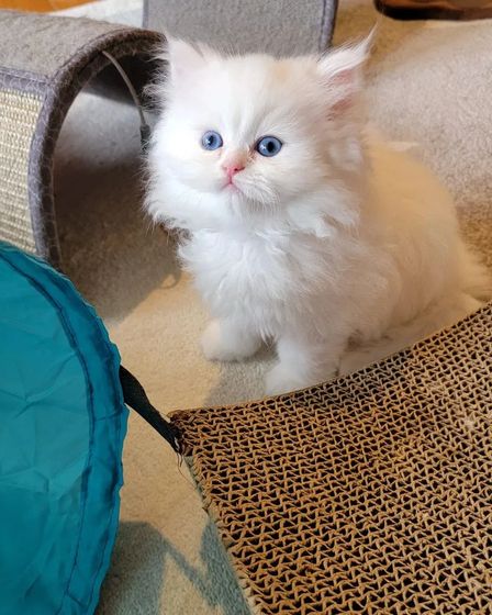 Pedigree Persian Kittens For Sale | Cats | Dublin | 1