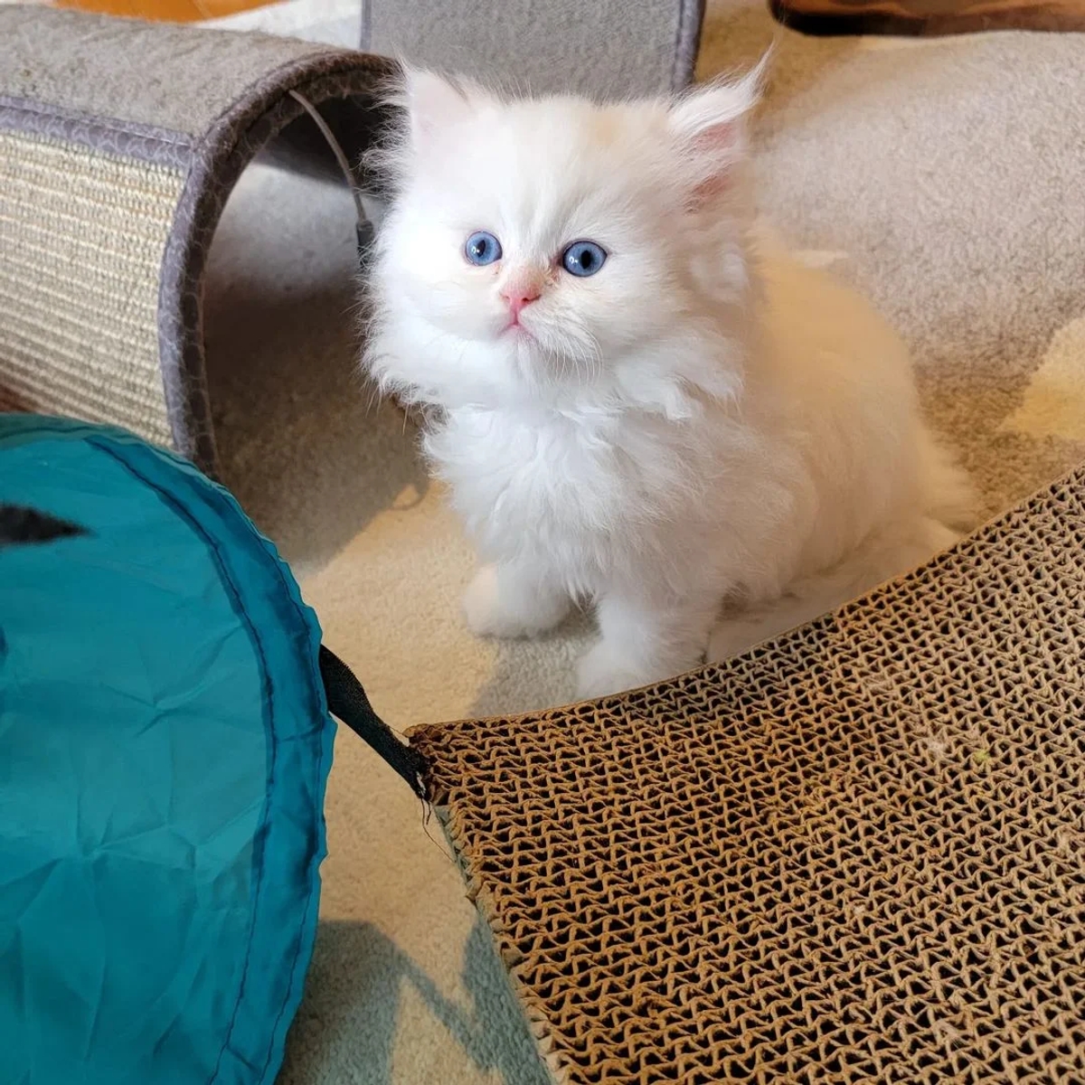 Pedigree Persian Kittens For Sale | Cats | Dublin | Ad gallery (SEO) | 1