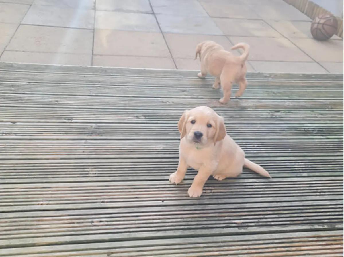 adorable Golden Retriever puppies ready for sale | Dogs | London | 4