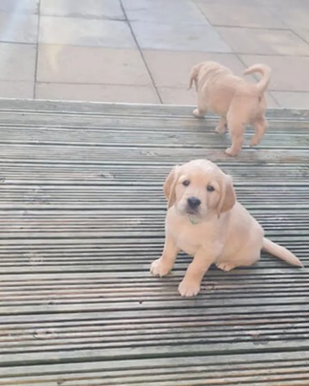 adorable Golden Retriever puppies ready for sale | Dogs | London | 4