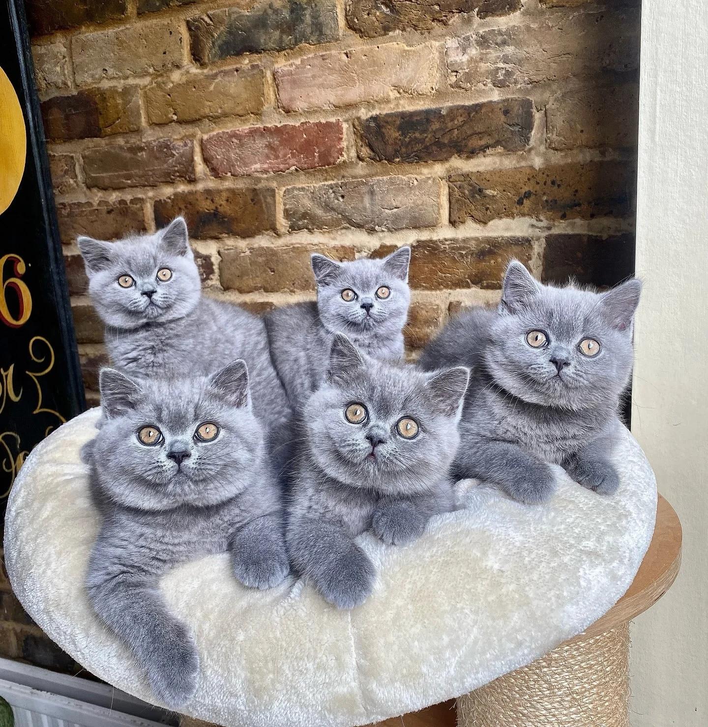 Britisch Kurzhaar Kitten | Cats | Berlin | 2